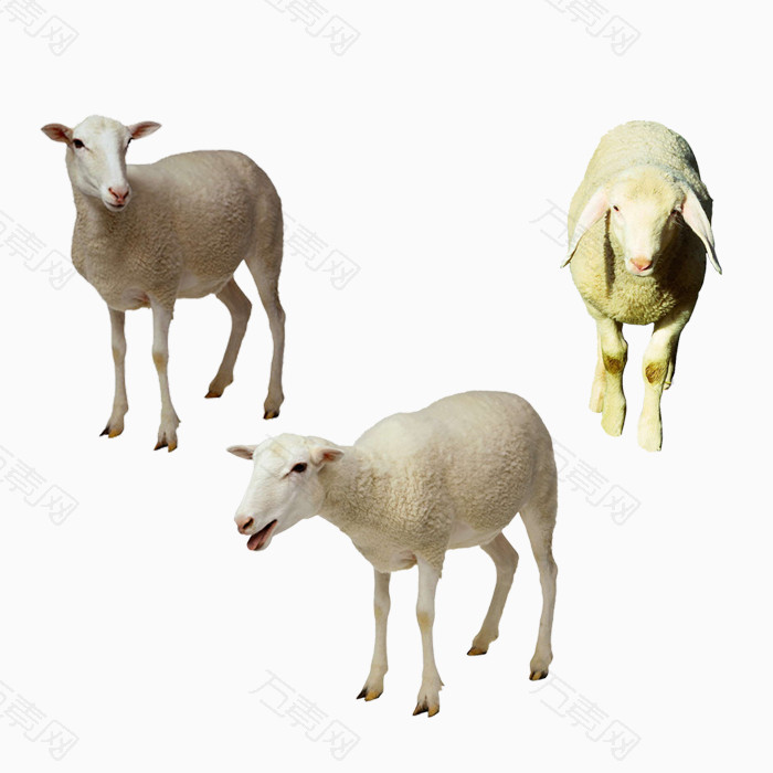 羊动物免抠PNG图片