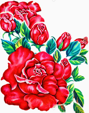 水彩红色牡丹花