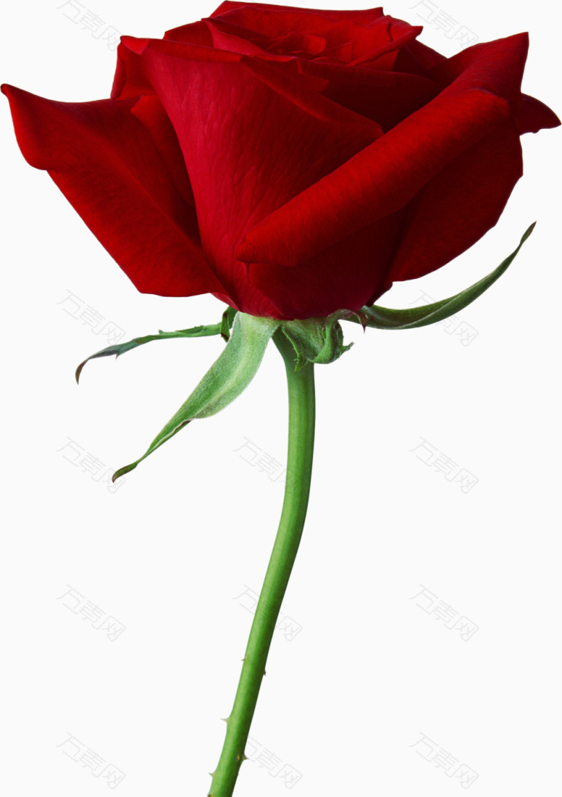 鲜花元素花束红玫瑰