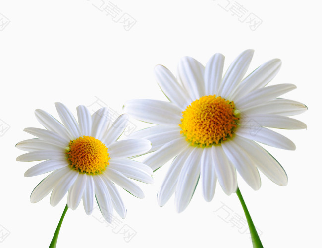 两朵白色杭白菊图片素材