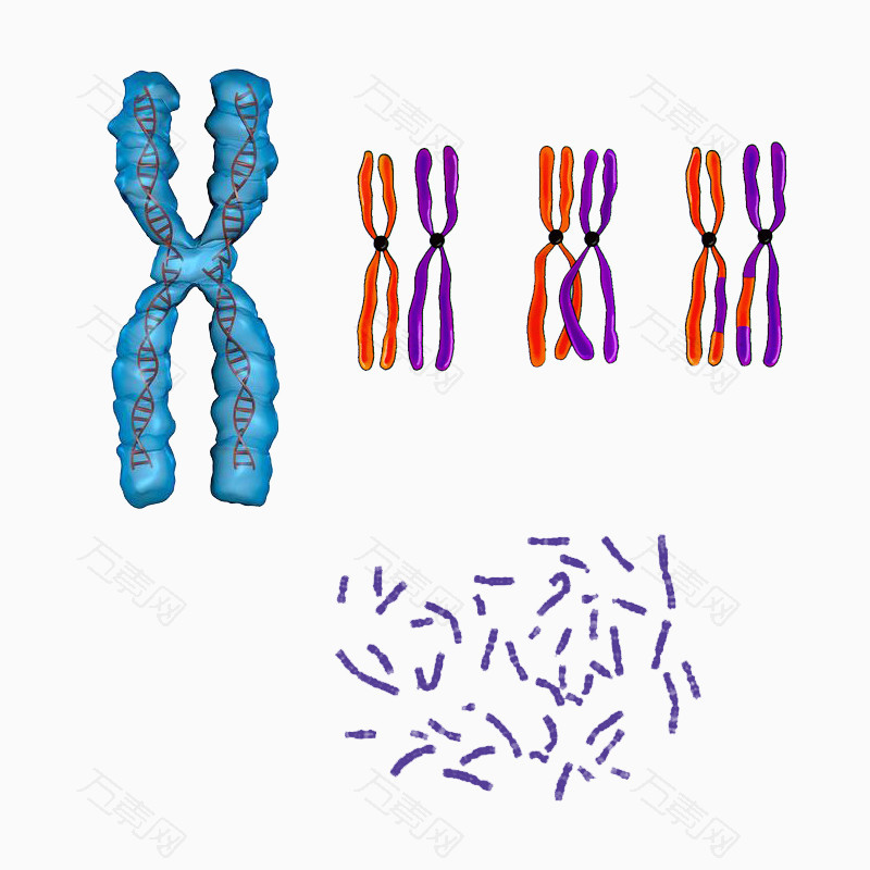 染色体和细胞高清免扣素材