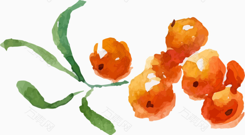 手绘水彩橙色果实