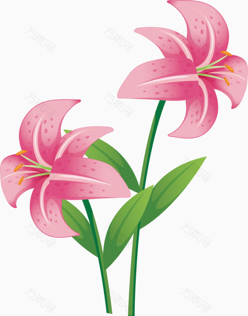粉色香水百合花