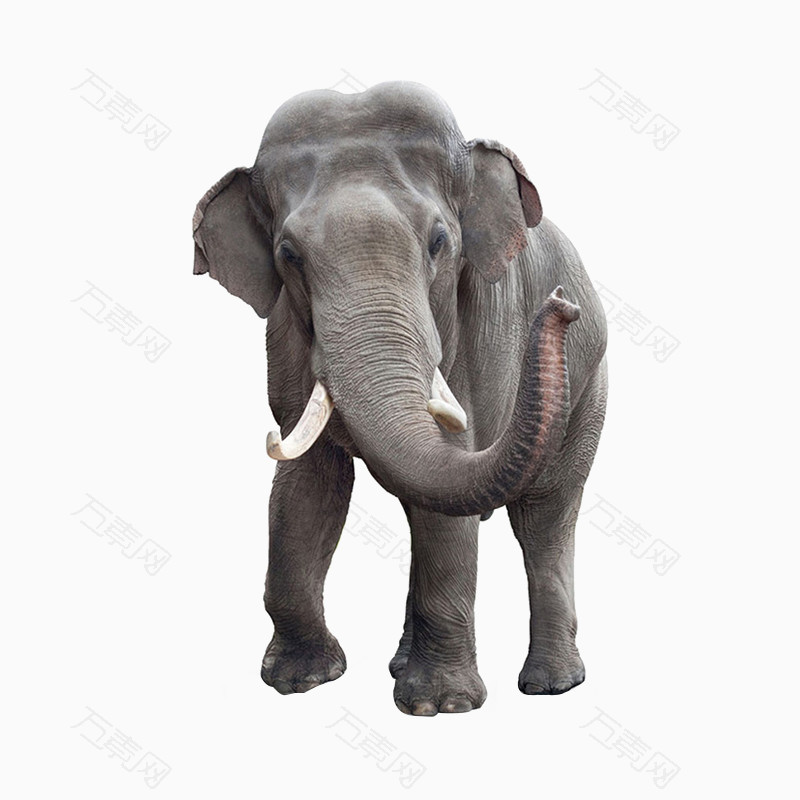 大象png