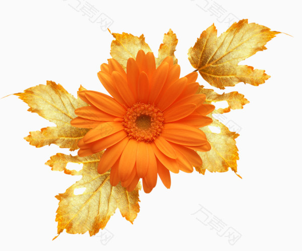 橙色花朵素材
