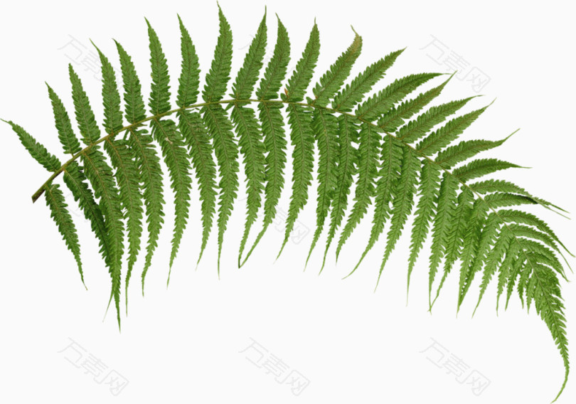 蕨类植物叶子绿叶热带雨林植物