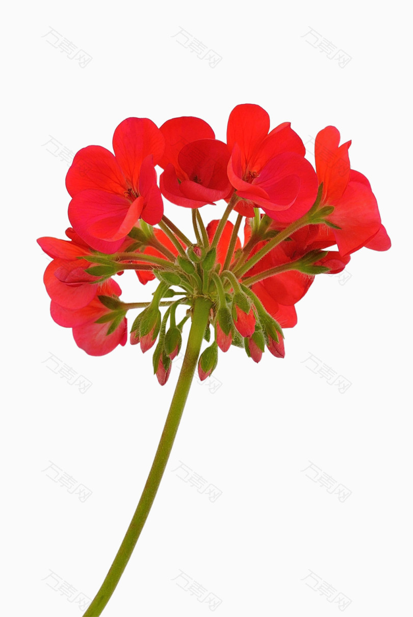 大红天竺葵