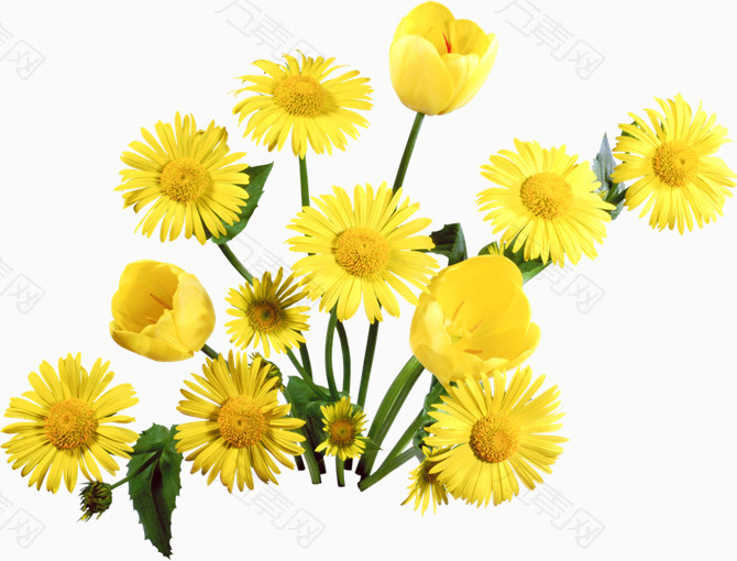 菊花黄色花植物