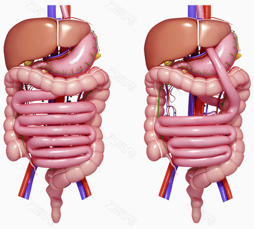 人体胃部器官