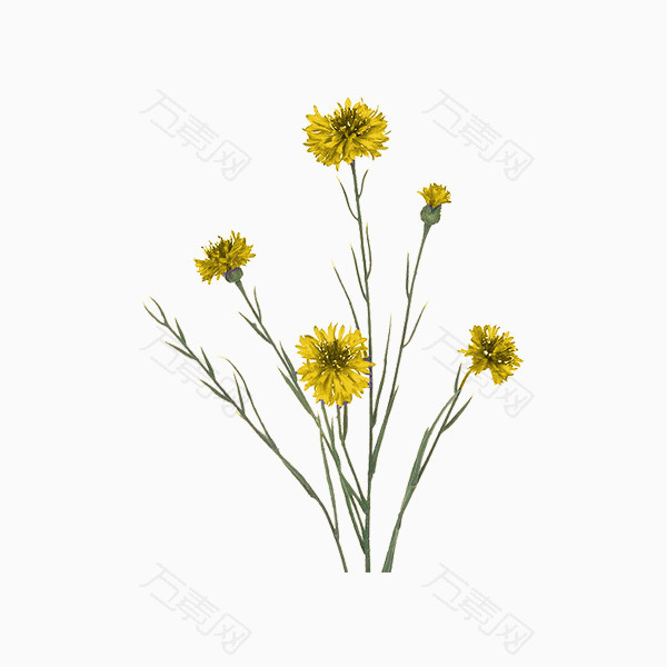 黄灿灿的菊花