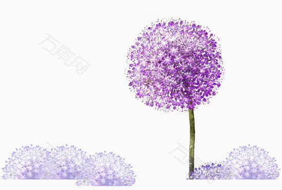 紫色的蒲公英素材图片