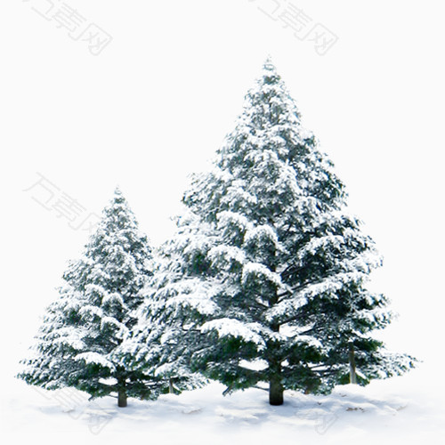 冬天积雪的松树