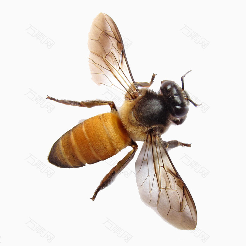 蜇人的蜜蜂