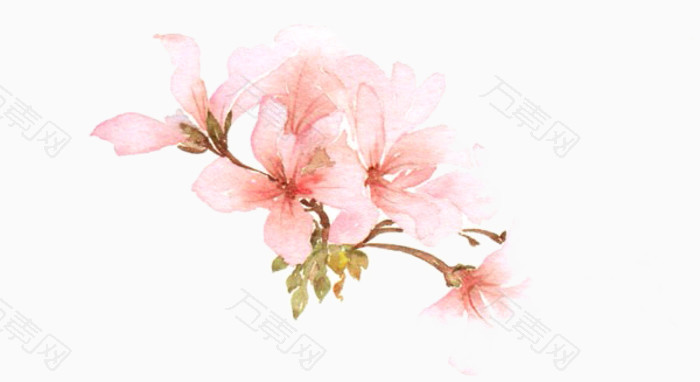 粉色木槿花图片素材
