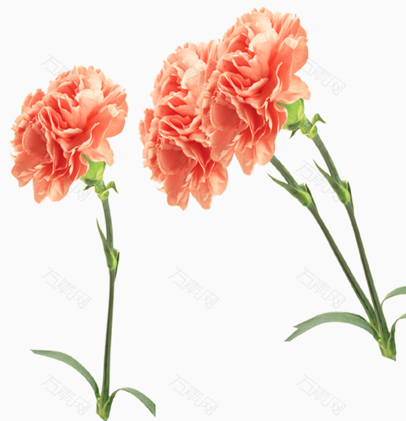 肉粉色康乃馨花朵