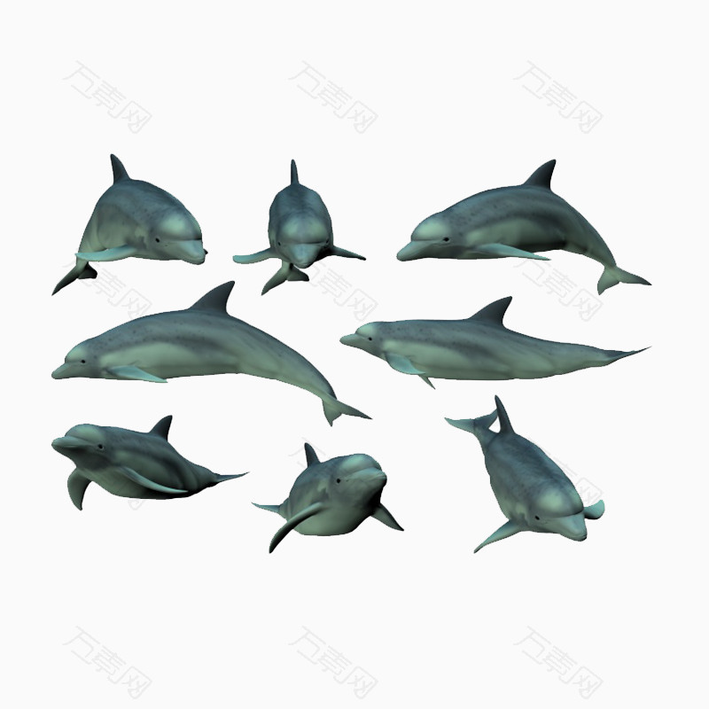 海豚素材