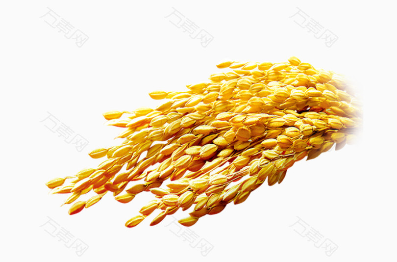金色麦子小麦燕麦