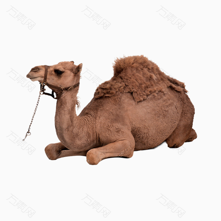 趴着的骆驼