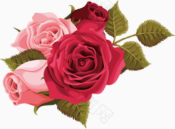 粉玫瑰和红玫瑰