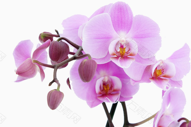 娇艳的浅紫色花