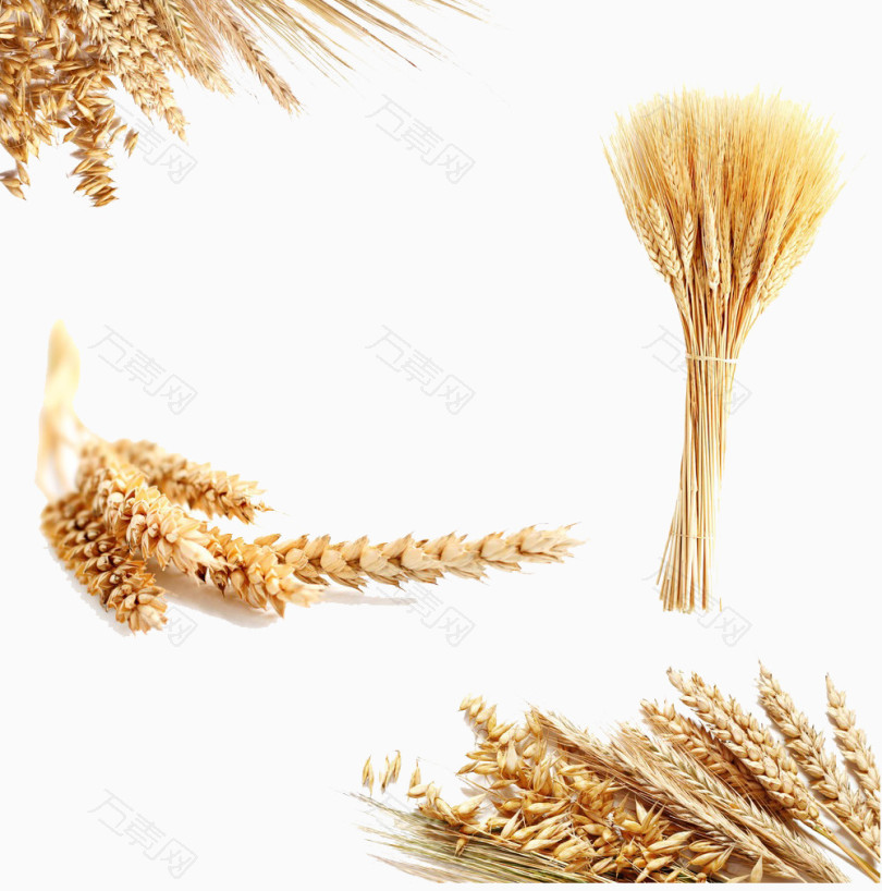 麦穗麦粒