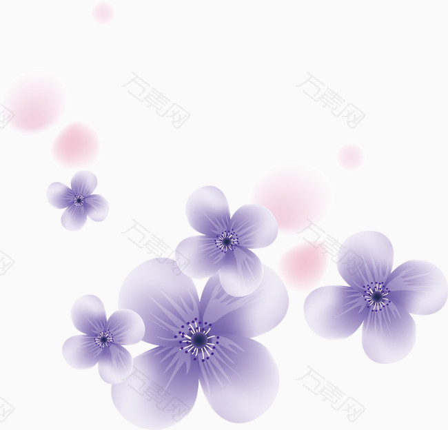 紫色的花薰衣草
