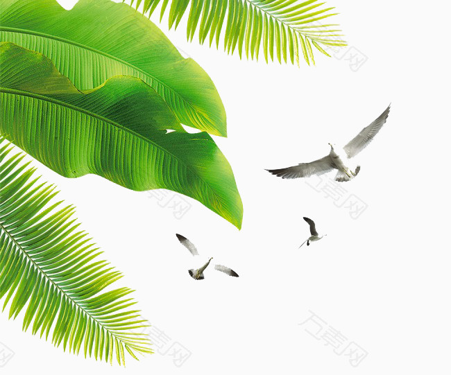 海鸥椰子树叶