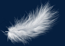 白色羽毛鸭毛羽绒服毛飘落的羽毛