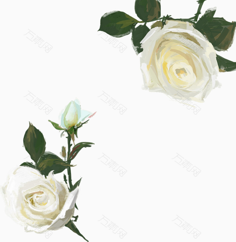 手绘白色玫瑰