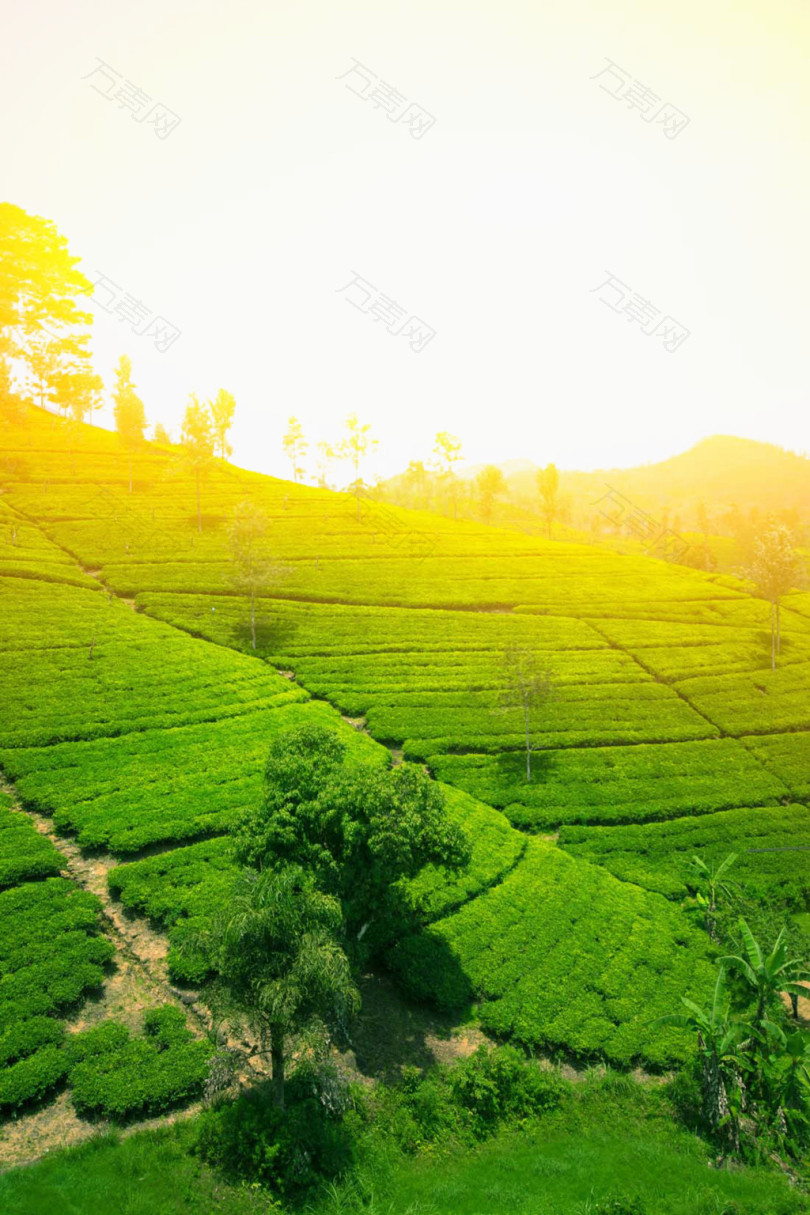 茶园风景