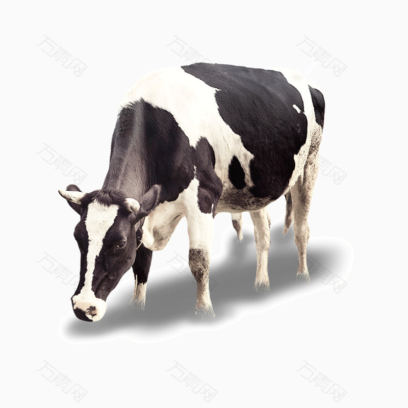 草原奶牛