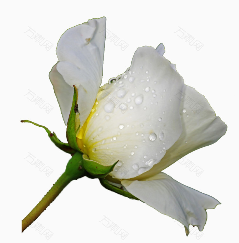 晨露中的白玫瑰花素材背景