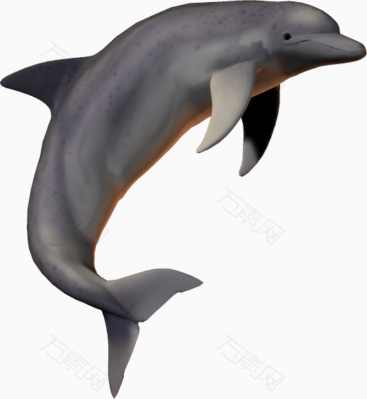 海底生物动物海豚