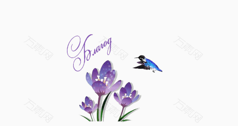 紫花蓝鸟