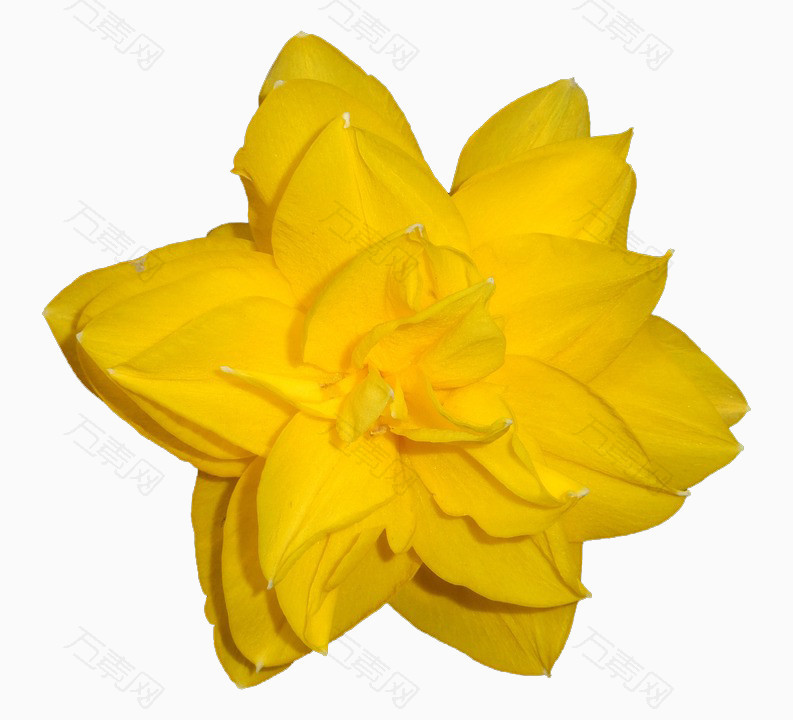 纯黄色的花朵