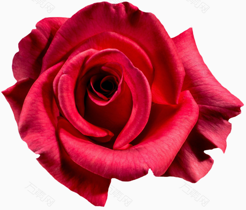 盛开的艳丽红玫瑰
