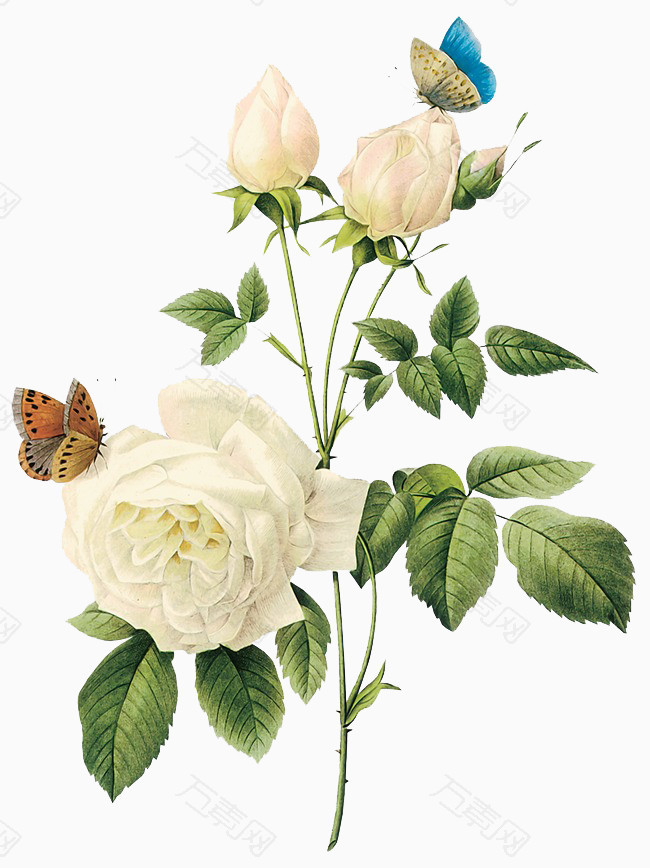绿色植物花草水彩手绘白色玫瑰