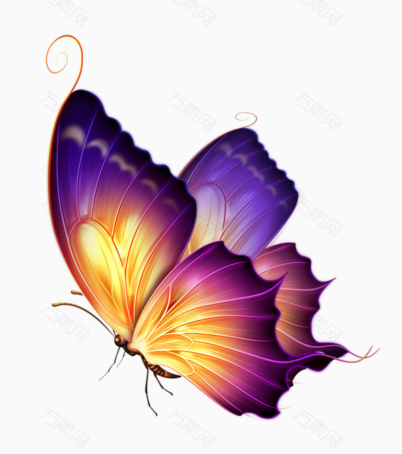 漂亮的彩色蝴蝶