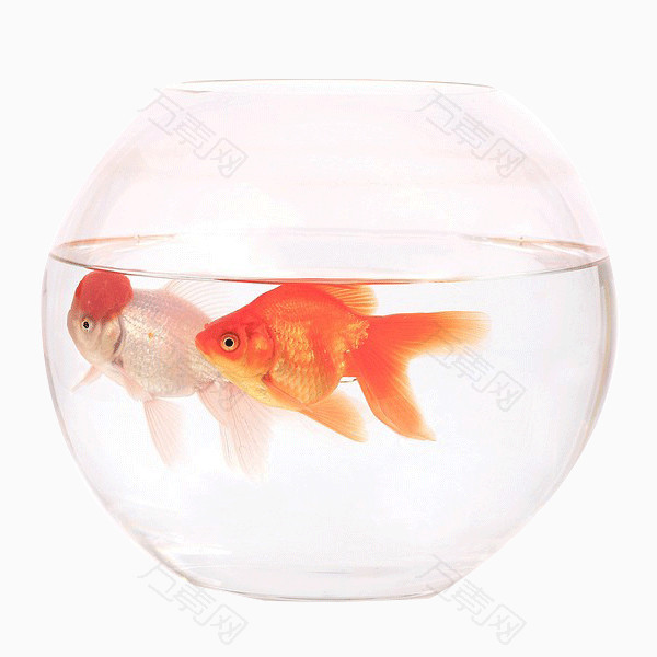 金鱼鱼缸