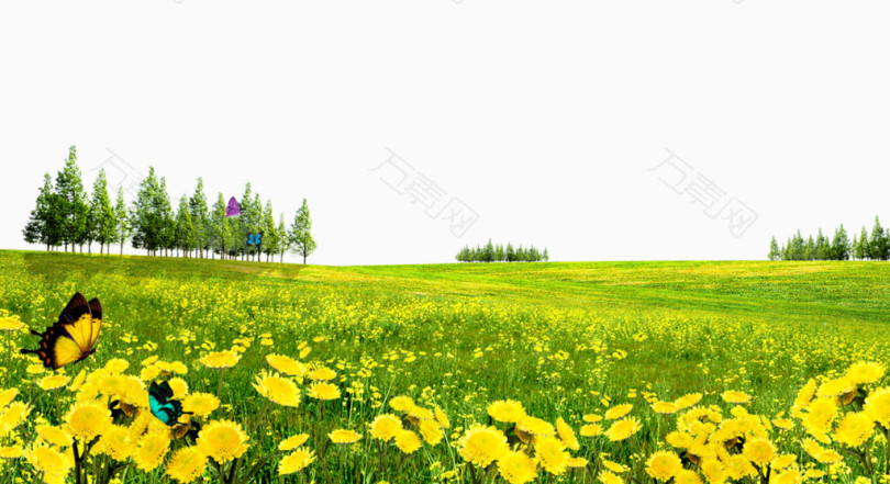 黄色野菊花山坡背景素材