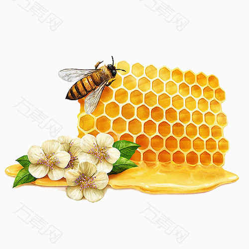 蜂蜜蜜蜂鲜花