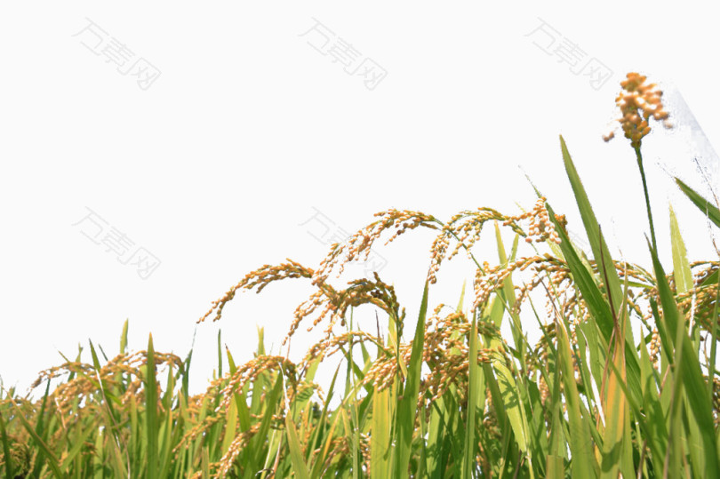 成熟稻田