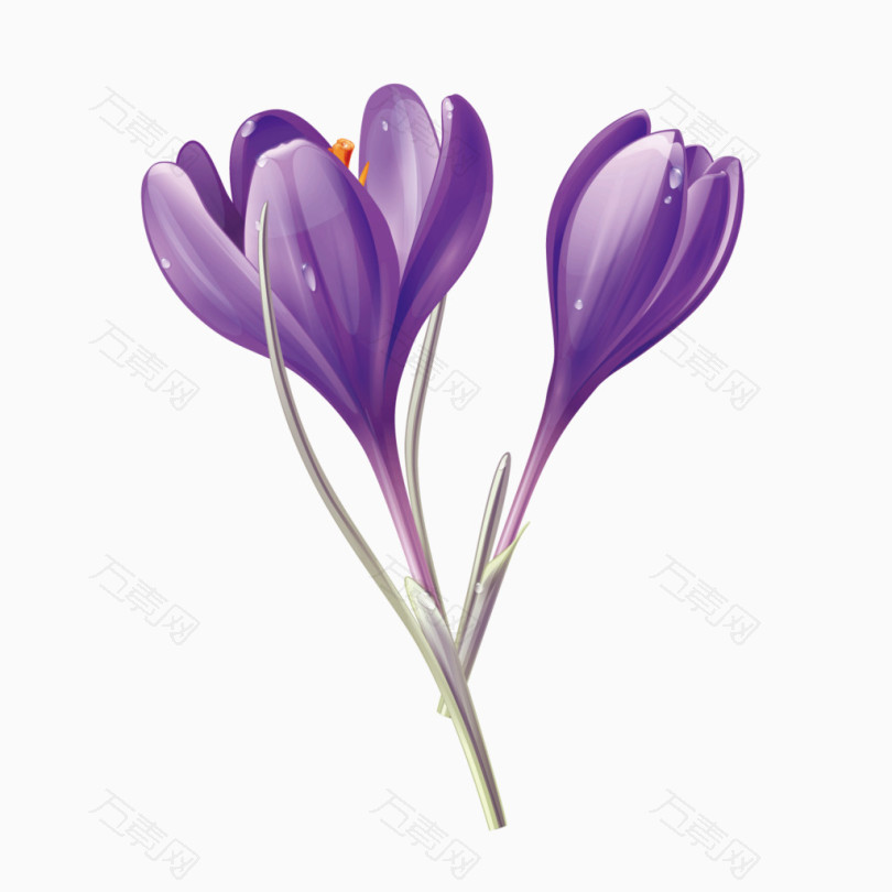 矢量美丽紫草紫色花朵