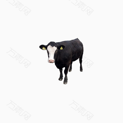黑色奶牛