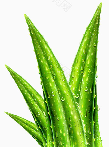 绿色芦荟植物
