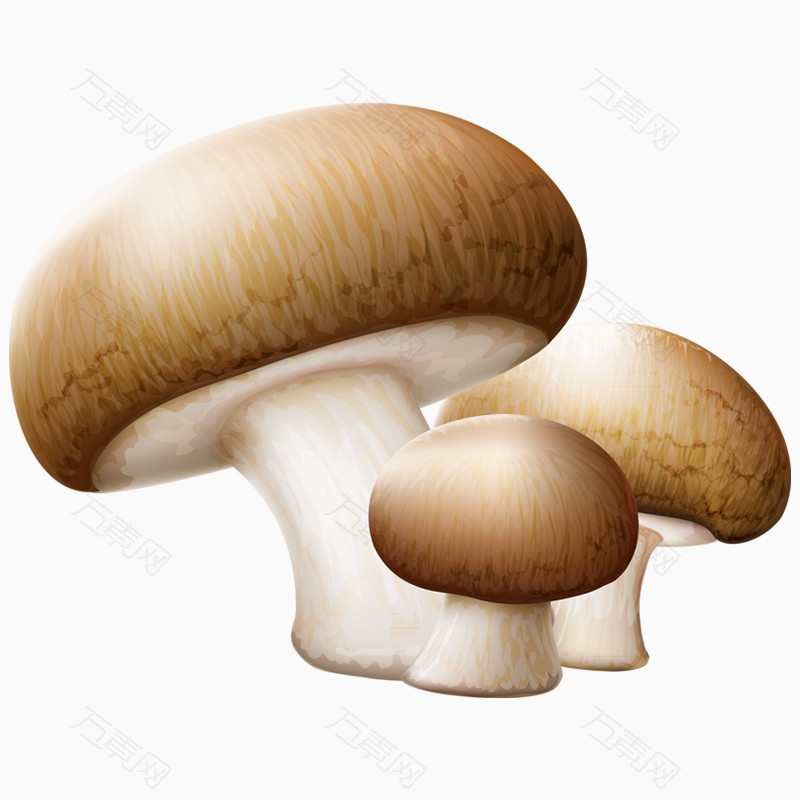 蘑菇手绘