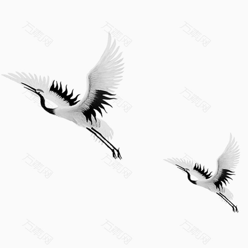 两只白鹤飞翔