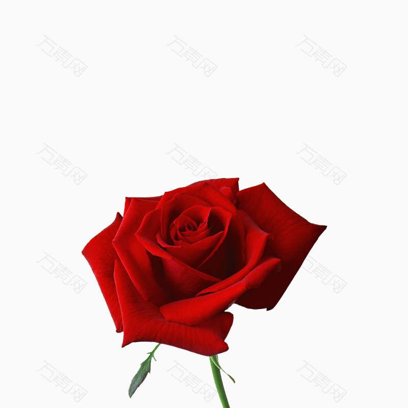 1朵红色玫瑰植物PNG元素