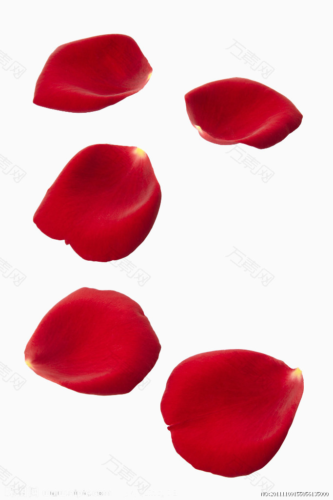 红色高清玫瑰花瓣漂浮装饰