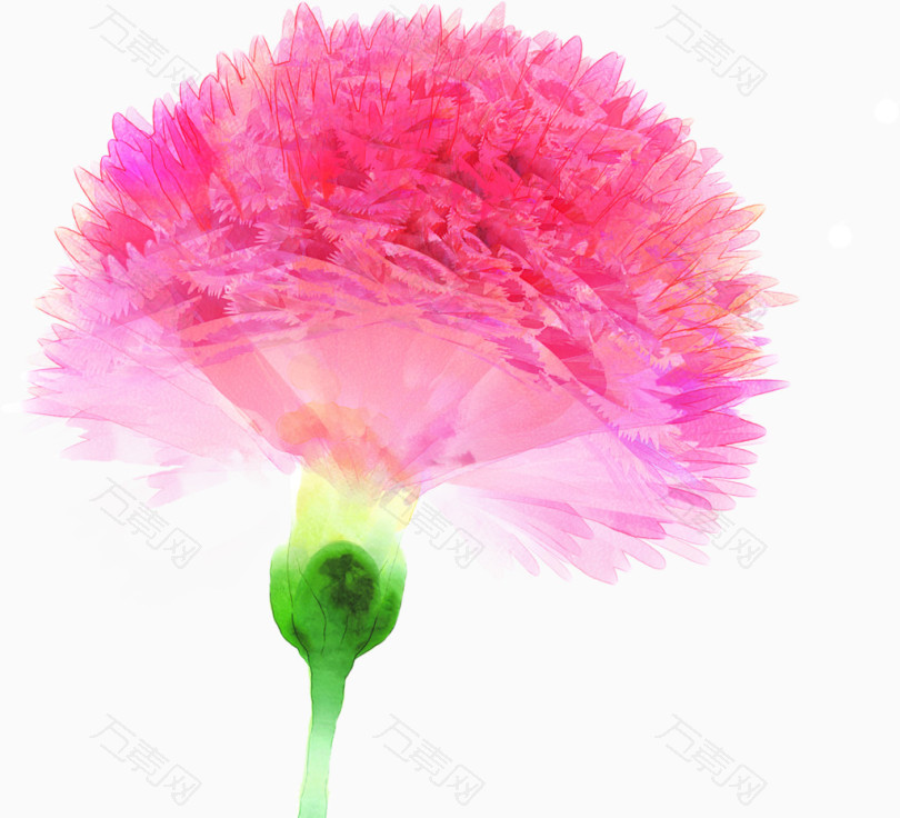 手绘粉色温馨康乃馨花朵